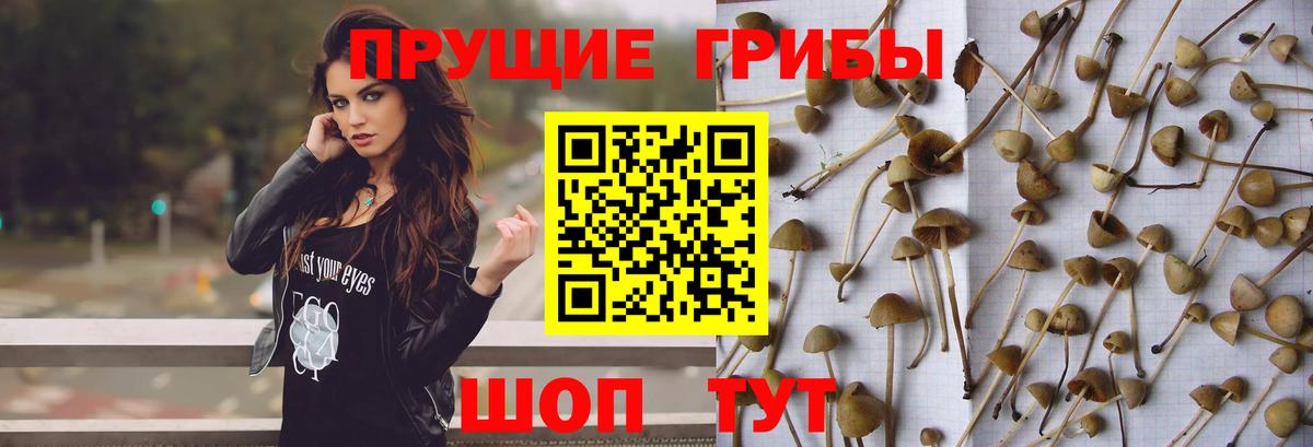 Псилоцибиновые грибы Psilocybine cubensis  Вход с VPN  Псилоцибиновые грибы Cubensis  Алатырь 